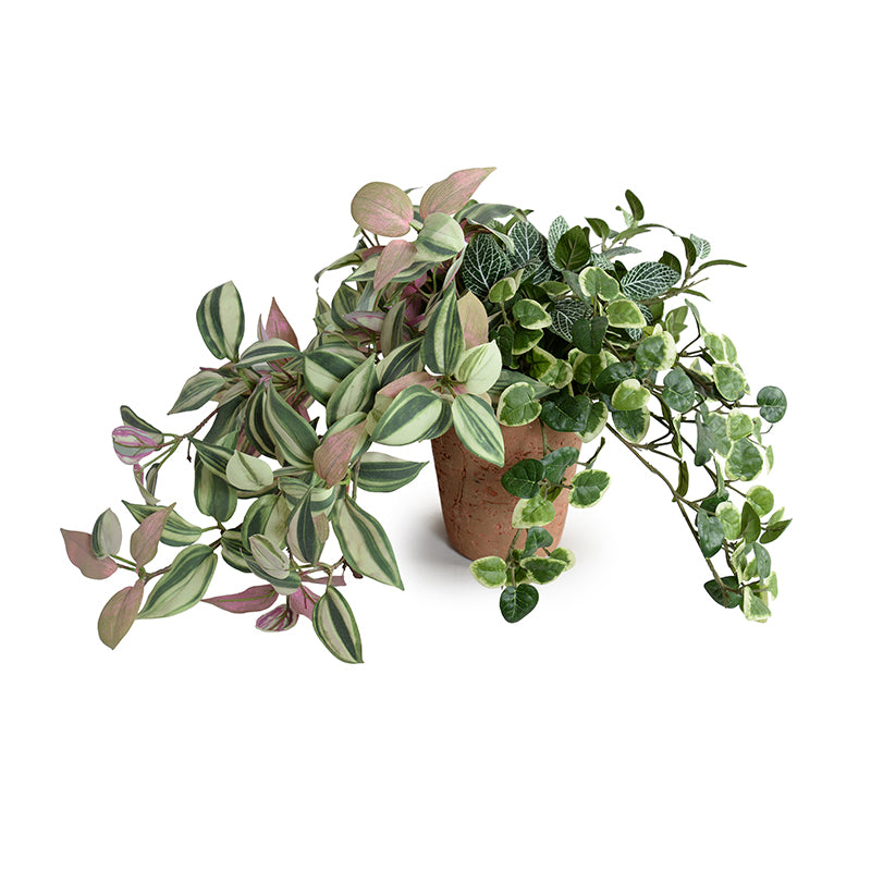 Creeping Fig, Fittonia & Inch Plants in Terracotta 12"H