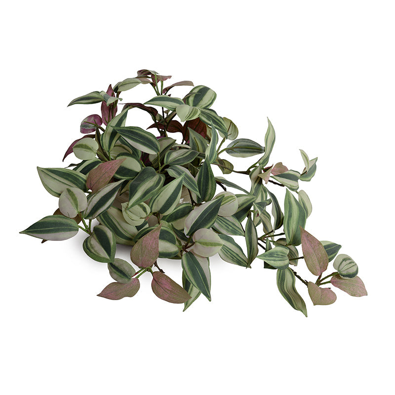 Inch Plant (Wandering Jew) in Porcelain Pot 9"H