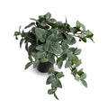 Fittonia (Mosaic) Plant in Ceramic Vase 10"H Green White