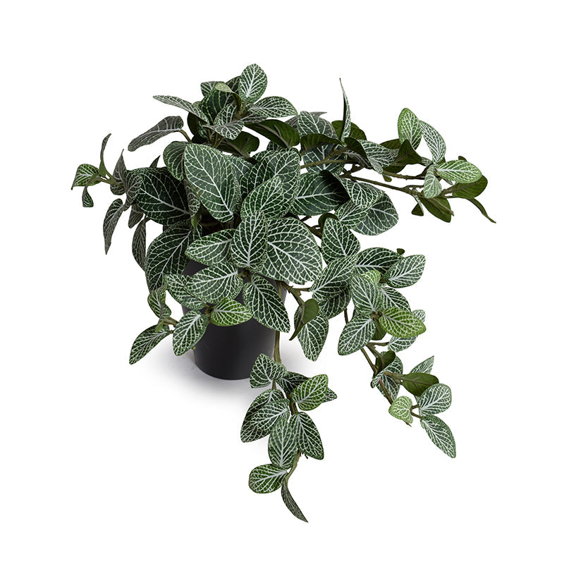 Fittonia (Mosaic) Plant in Ceramic Vase 10"H Green White