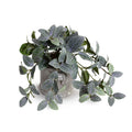 Fittonia (Mosaic) Plant in Glazed Clay Jar 9"H Green Purple