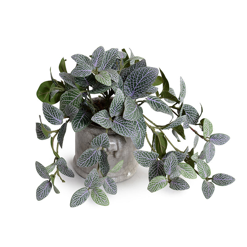 Fittonia (Mosaic) Plant in Glazed Clay Jar 9"H Green Purple