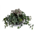 Assorted Greenery in Ceramic Bowl 9"H