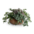Fittonia, Creeping Fig, Rex Begonia in Clay Bowl 11"H