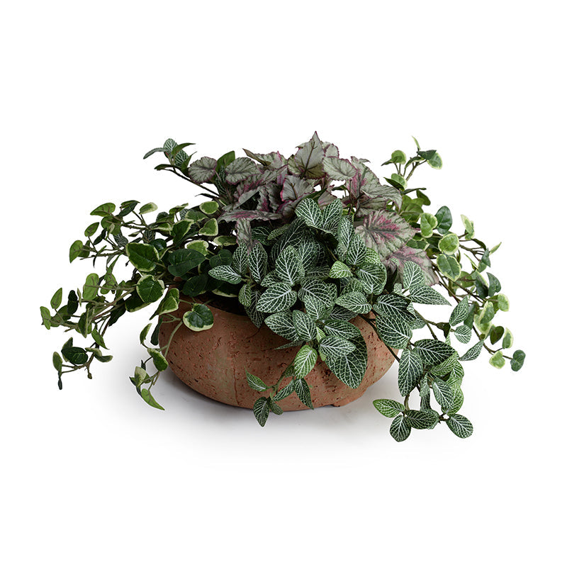 Fittonia, Creeping Fig, Rex Begonia in Clay Bowl 11"H