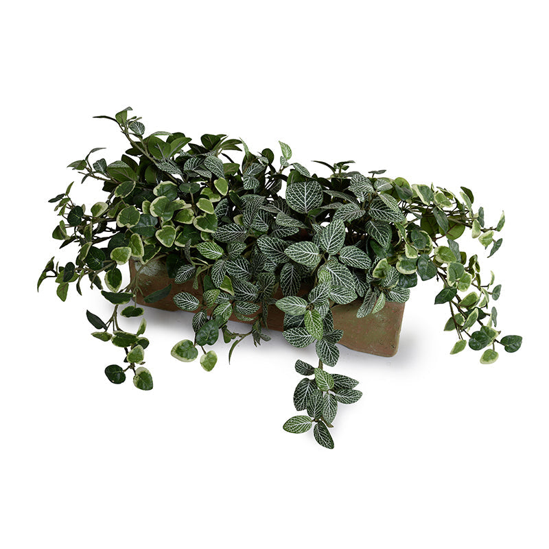 Assorted Greenery in Long Clay Planter 8"H