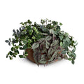 Ivy, Pumila, Begonia, Fittonia in Clay Bowl 10"H