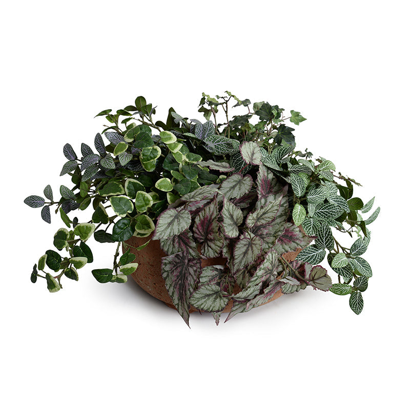 Ivy, Pumila, Begonia, Fittonia in Clay Bowl 10"H