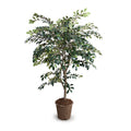 Ruscus Tree 56"H