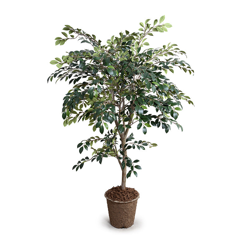 Ruscus Tree 56"H