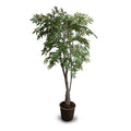 Japanese Maple Tree 6.5'