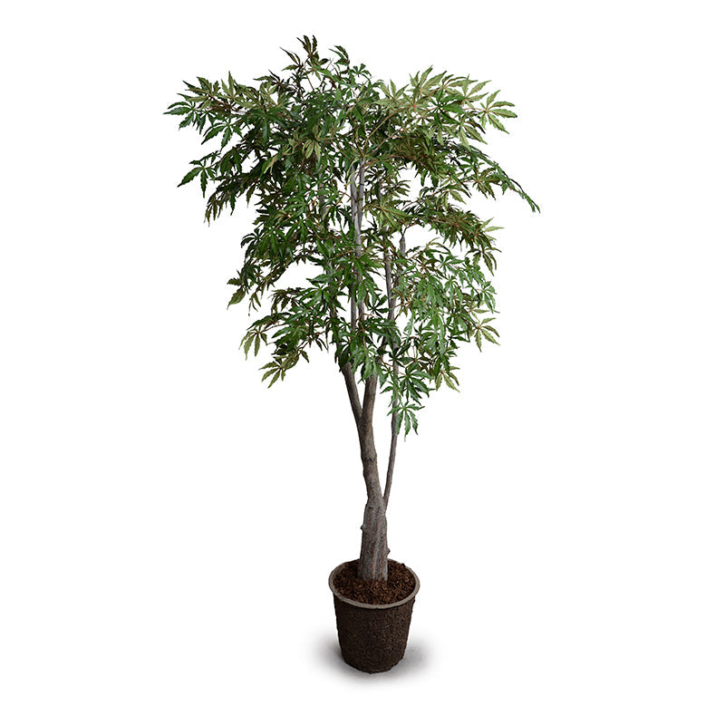 Japanese Maple Tree 6.5'