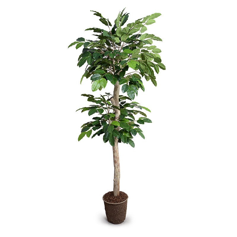 Banyan Tree 8'