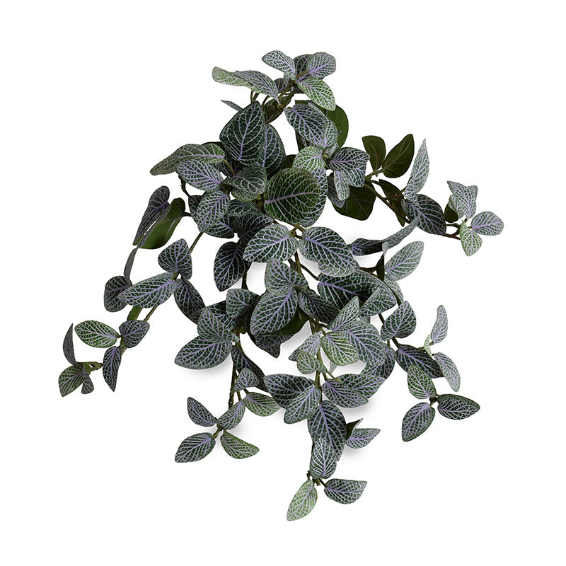 Fittonia (Mosaic) Bush 10"L - Green-Purple