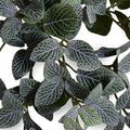 Fittonia (Mosaic) Plant in Ceramic Vase 10"H Green Purple