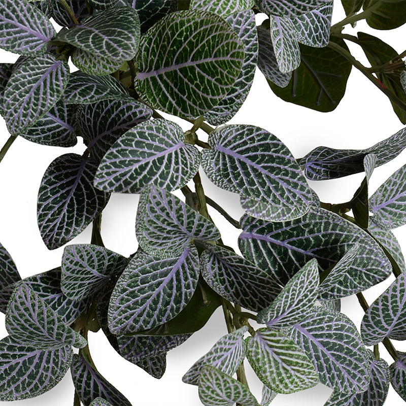 Fittonia (Mosaic) Plant in Ceramic Vase 10"H Green Purple