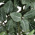 Fittonia (Mosaic) Plant in Clay Pot 8"H Green White