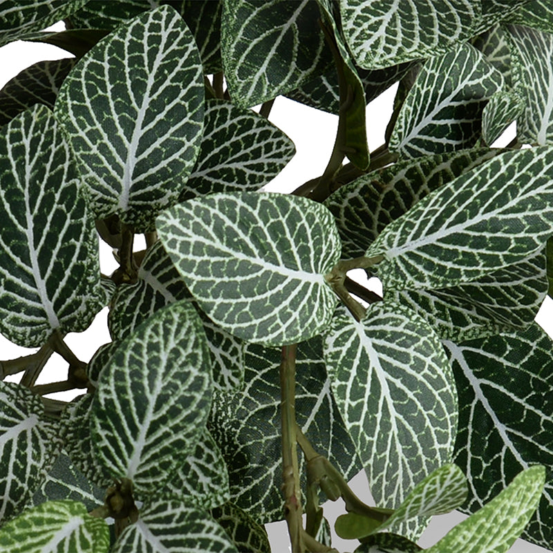 Fittonia (Mosaic) Plant in Clay Pot 8"H Green White