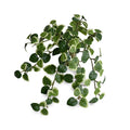 Pumila (Creeping Fig) Bush, 10"L - Variegated