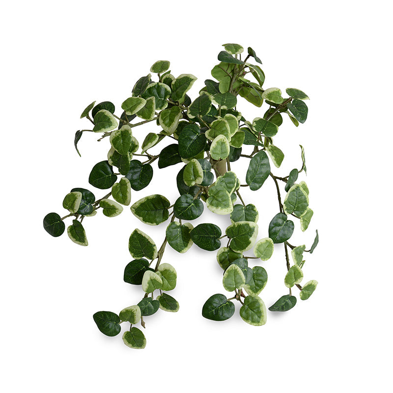 Pumila (Creeping Fig) Bush, 10"L - Variegated