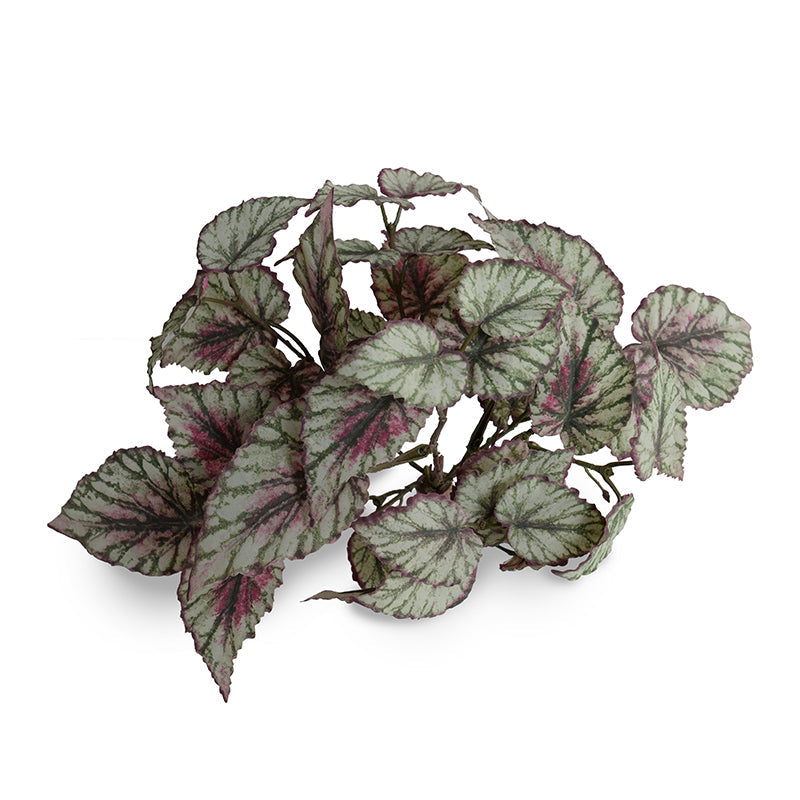Rex Begonia Bush, 8"L - Green-Red