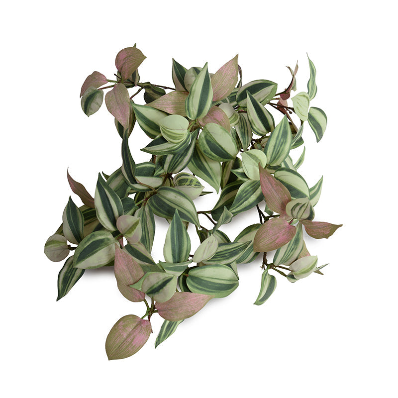 Inch Plant (Wandering Jew) Vine, 12"L - Green-Pink