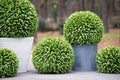 Broadleaf Podocarpus Ball 23"