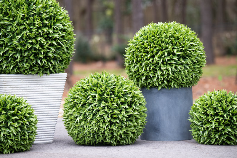 Broadleaf Podocarpus Ball 23"