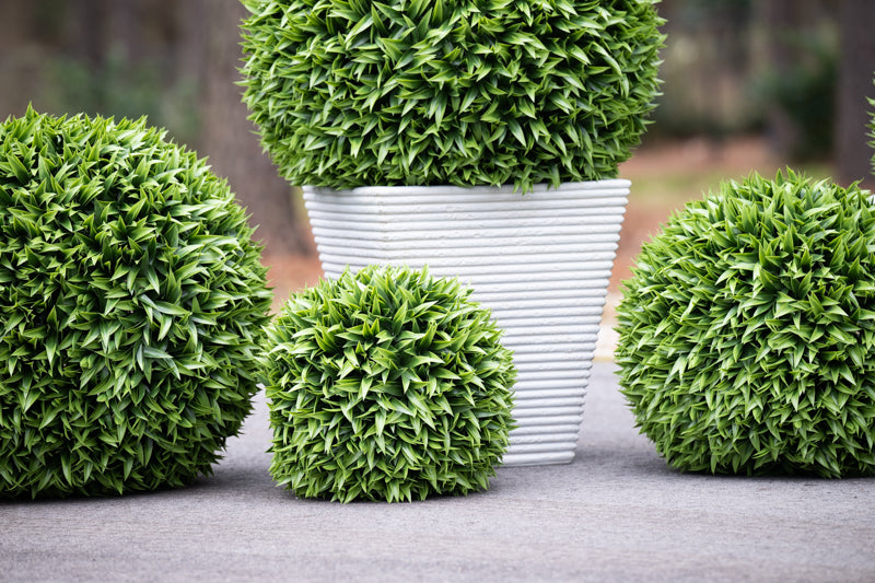 Broadleaf Podocarpus Ball 17"