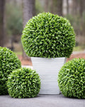 Broadleaf Podocarpus Ball 29"