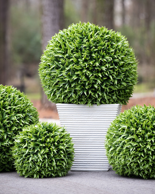 Broadleaf Podocarpus Ball 29"