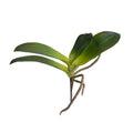 Phalaenopsis Orchid Foliage Small w/4 Leaves