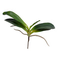 Phalaenopsis Orchid Foliage Medium w/5 Leaves