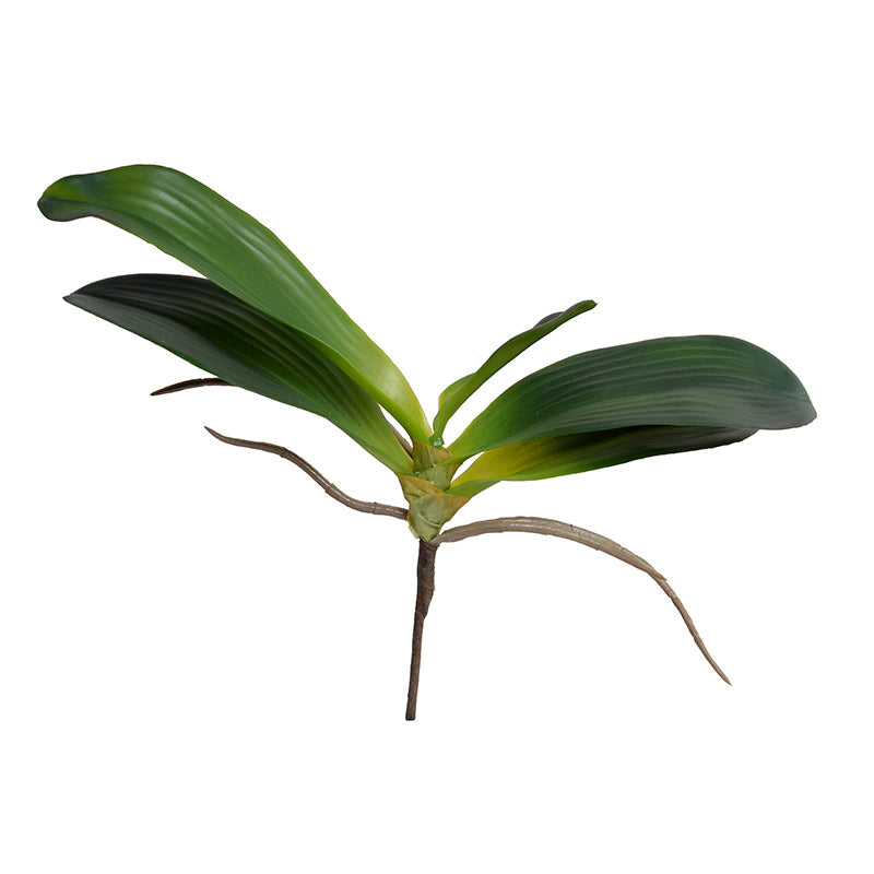 Phalaenopsis Orchid Foliage Medium w/5 Leaves