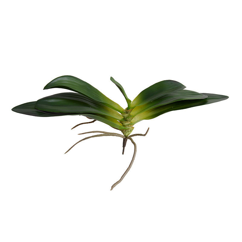 Phalaenopsis Orchid Foliage Large w/7 Leaves