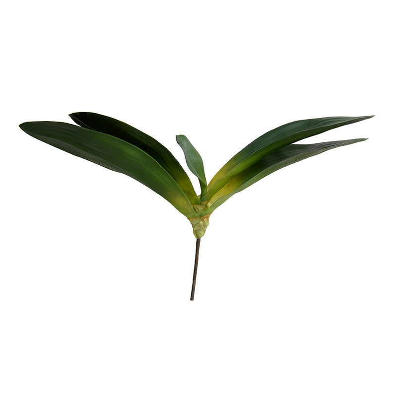 Phalaenopsis Orchid Foliage Large w/5 Leaves