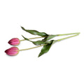 Tulip Stem, French - Burgundy-Green