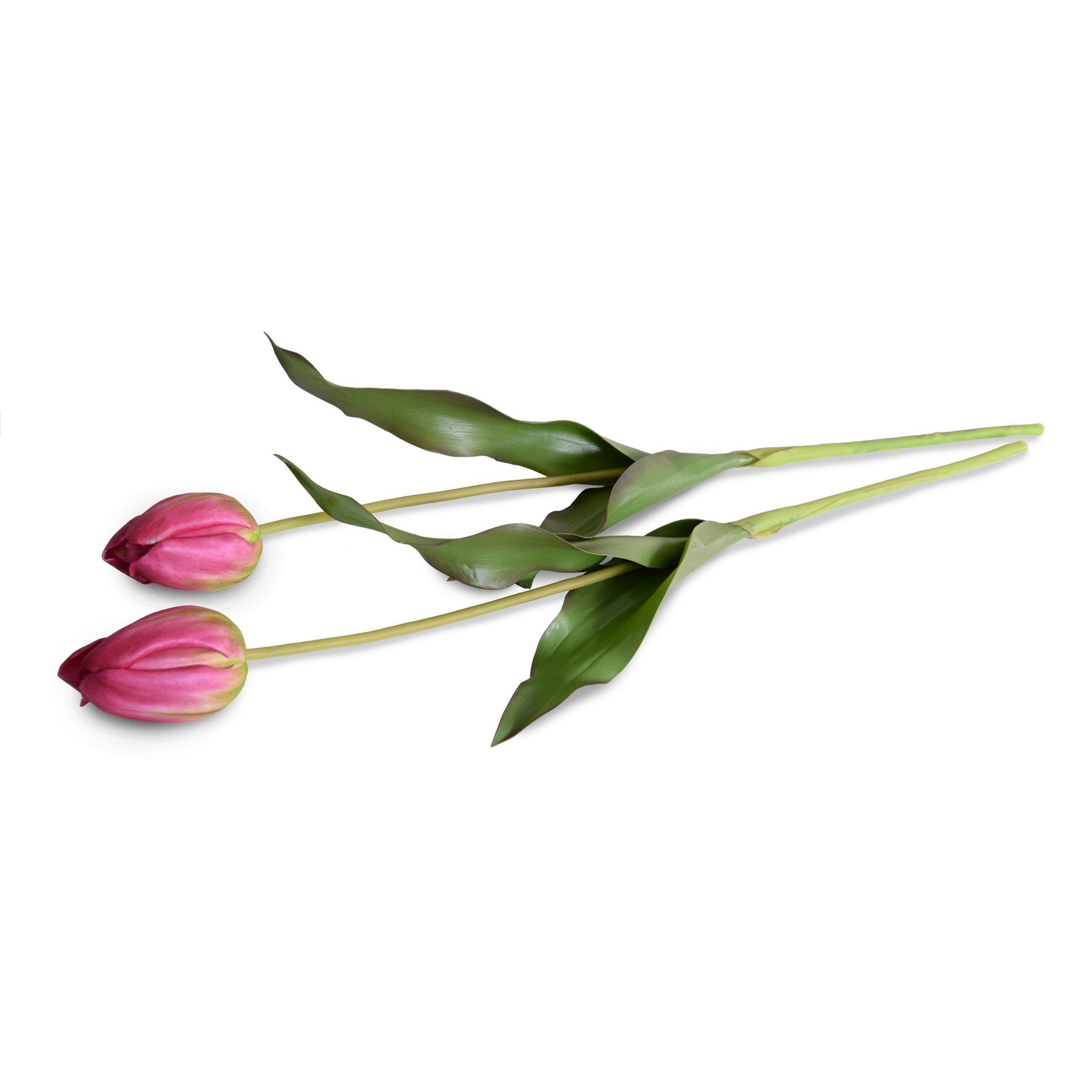Tulip Stem, French - Burgundy-Green