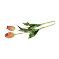 Tulip Stem, French - Orange-Green