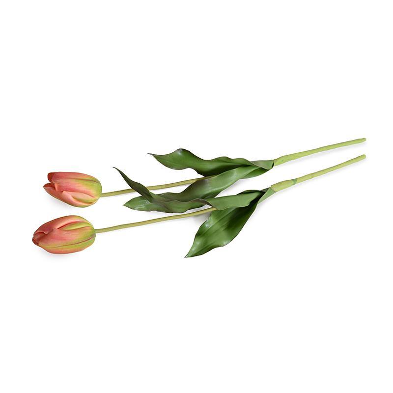 Tulip Stem, French - Orange-Green