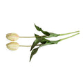 Tulip Stem, French - Yellow-Red