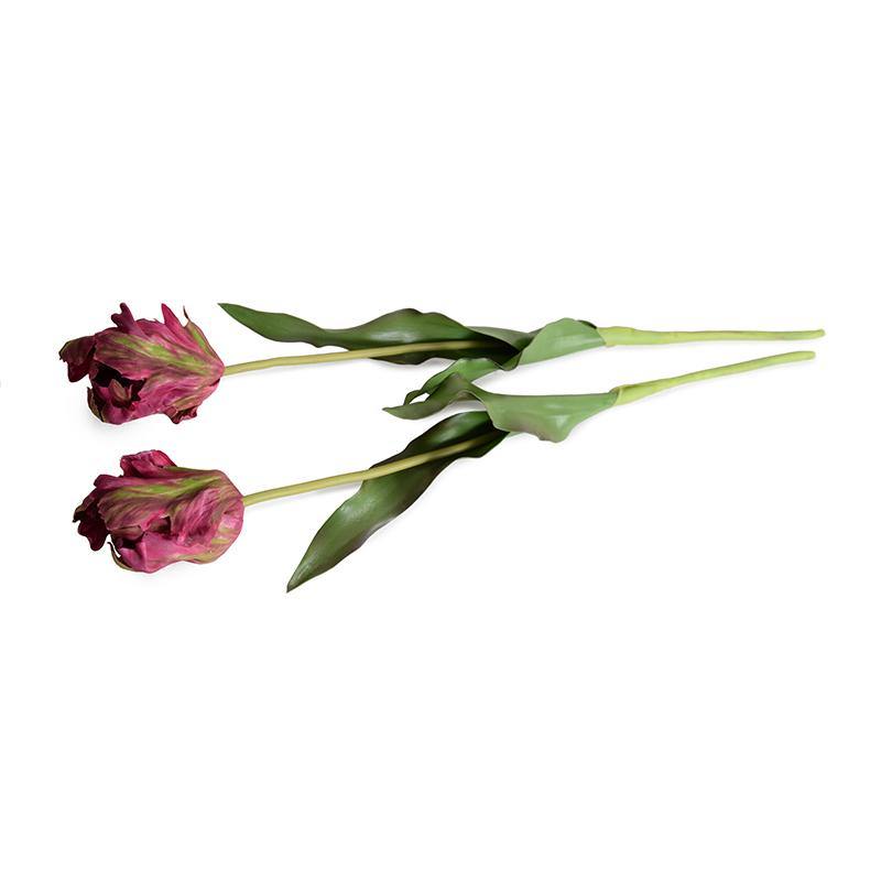 Tulip Stem, Parrot