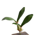 Orchid Leaf