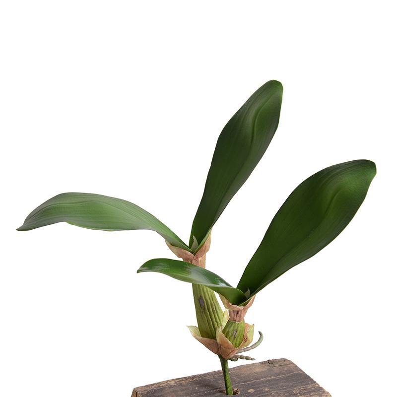Orchid Leaf