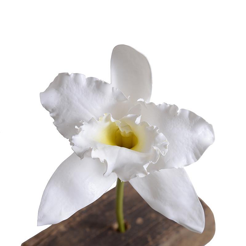 Orchid Stem, 18" L - Cattleya