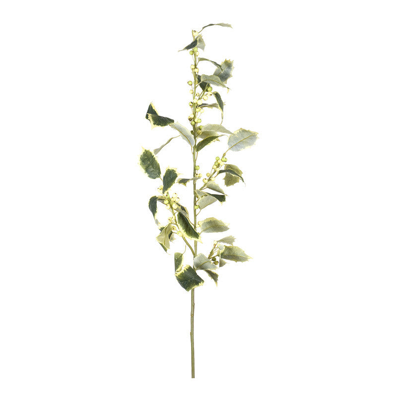 Holly Branch, 36" - Variegated