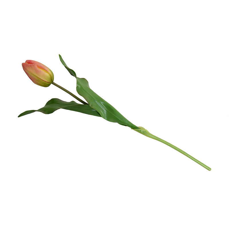 Tulip Stem, Dutch, 18"L - Orange-green