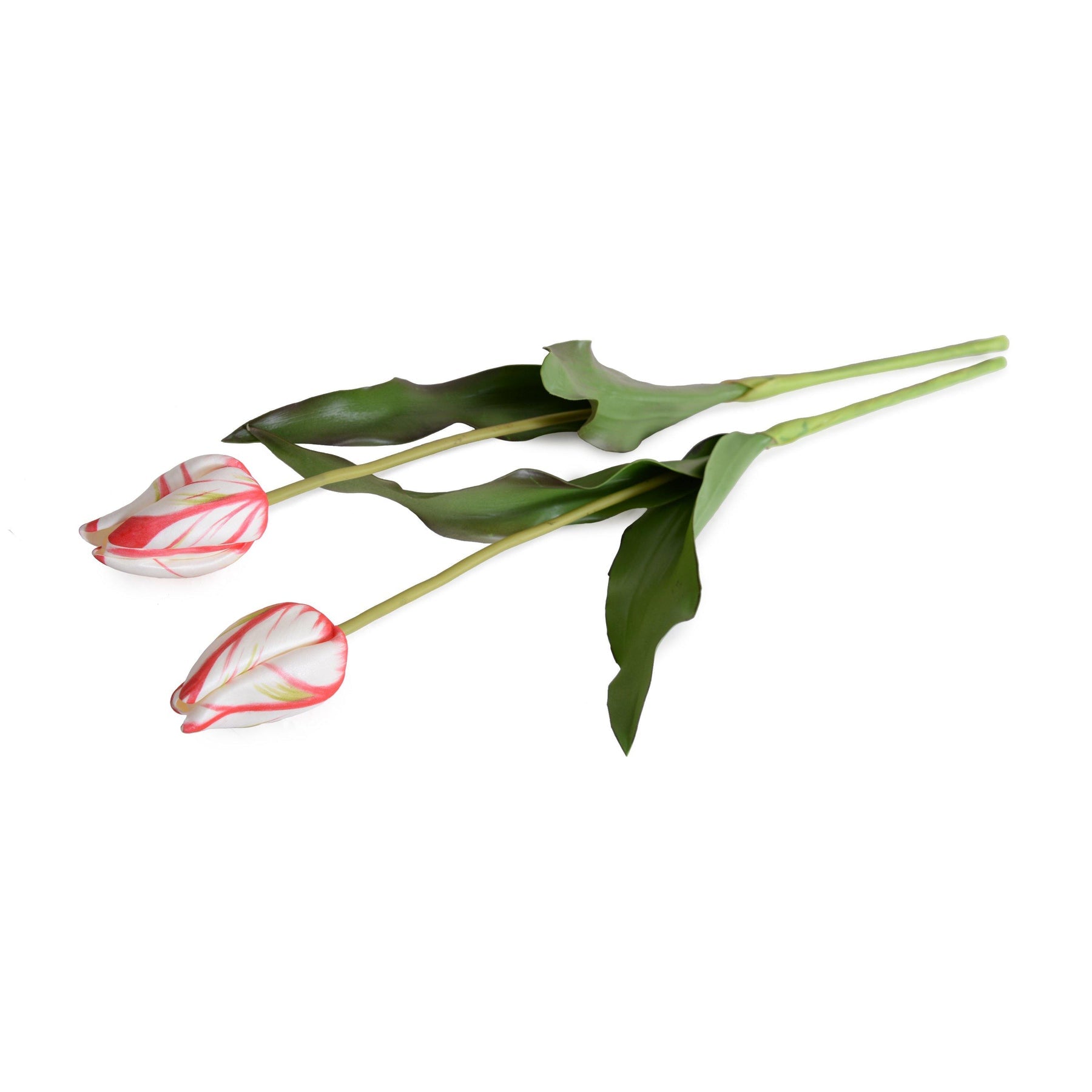 Tulip Stem, French - Red White