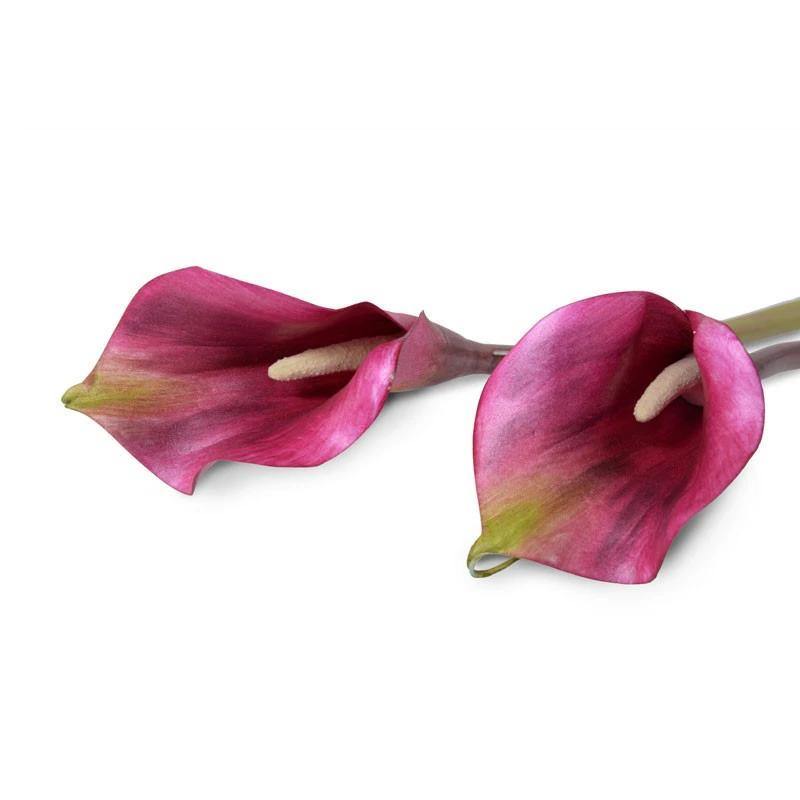 Calla Lily Stem, 30" L - White Burgundy
