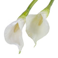 Calla Lily Stem, 30" L - White White